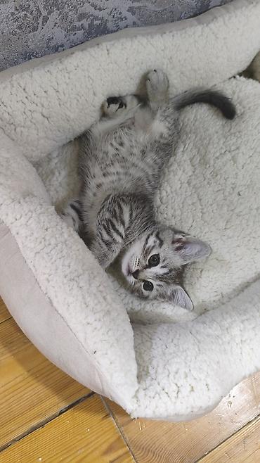 шотландская вислоухая кошка цена в баку: Шиншилла, Самка, В добрые руки, Платная доставка — 4