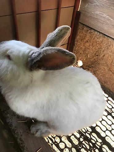 Кролики: Продаю | Кролик самец | Белый великан | Для разведения | Племенные — 2