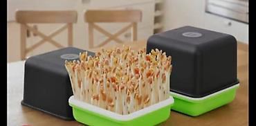 Другие товары для кухни: Лотки для проращивания:
маленький черный 300с
большой прозрачный 400с — 4