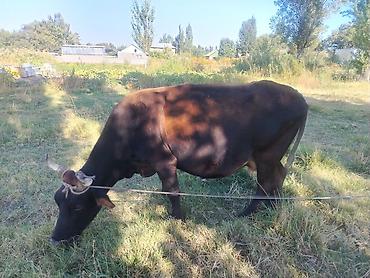 Куры, петухи: Продаю | Корова (самка) | Для молока — 7