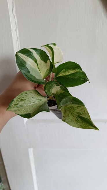 Комнатные розы: Продаю цветы все цены разные, находится в Кара Балте — 8