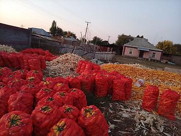 лекарство для животных: Кукуруза в початках (кормовая/на зерно) - Урожай в початках, сушёная — 1