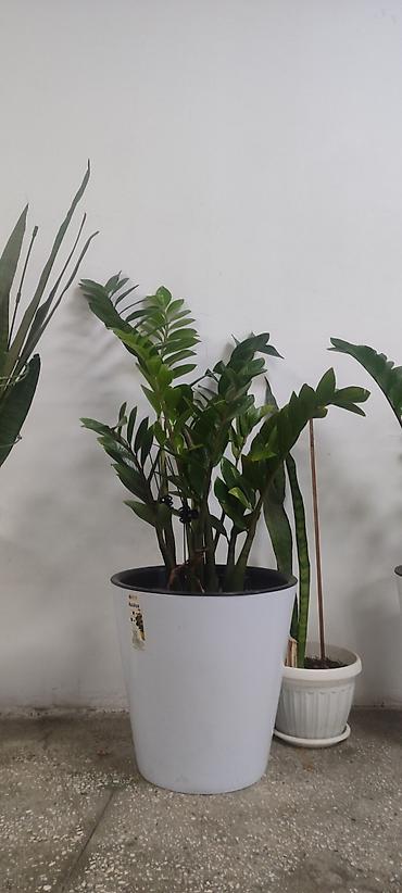 Замиокулькас (Долларовое дерево): Замиокулькас (Zamioculcas zamiifolia) в декоративном пластиковом — 5