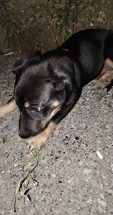 it husky: Qara-qəhvəyi rəngli balaca it balası Çox gözəl itdir. 3 aylıqdır — 2