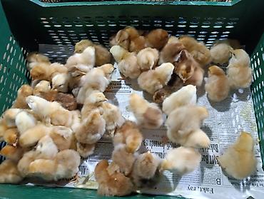 Cücələr: Sort cucelerin satisi 65-70 qepikden baslayir her nov satışda cuce — 5