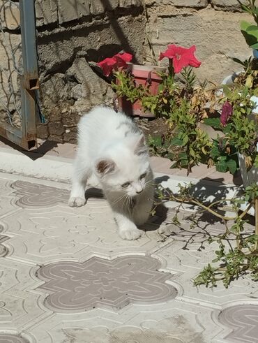 котята жалал абад: Породасыз, 2 айлык, Эркек, Ак, Курттардан тазаланган