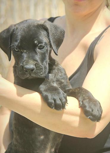 Psi: Cane Corso štenci U ponudi veoma perspektivni štenci iz različitih — 1