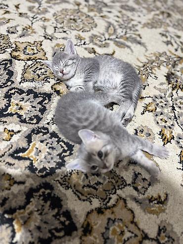 Кошки: Шотландская, В добрые руки, Самовывоз, Платная доставка — 3
