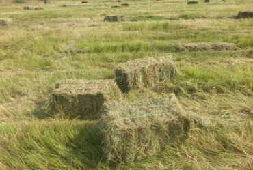 флипчарты 50 х 90 см маленькие: 1 чабык тук сатылат 3 кундун ичинде престелет примерно. 1000 шт болот