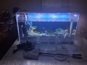 Dördbucaq akvarium, Boş, 60 l, Ünvandan götürmə lalafo.az -da Dördbucaq akvarium, Boş, 60 l, Ünvandan götürmə