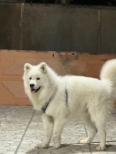 samoyed satılır: Samoyed, Erkək — 1