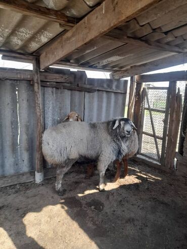 порода овец долан: Продаю | Баран (самец) | Арашан | Для разведения