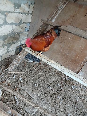 gold hen: Hamşira sortu - Cins: yerli ət–yumurta istiqamətli xoruz - Rəng — 3