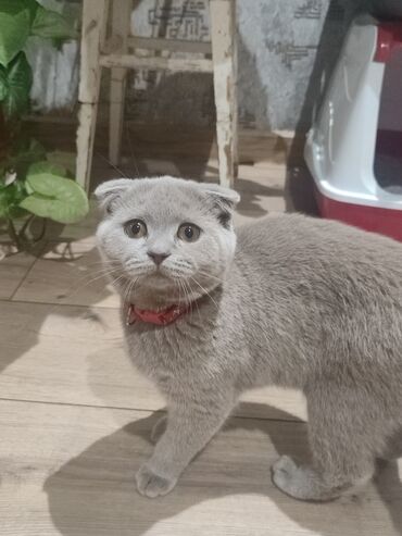 pişik etibarlı əllərə verilir: Şotland yastı qulaq, Dişi, Yaxşı əllərə, Ünvandan götürmə, Ödənişli çatdırılma