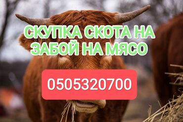 золотая шиншилла вислоухая цена: Куплю | Коровы, быки, Лошади, кони | На откорм, Откормленные, Бесплатная доставка