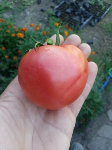 Другие услуги: Ищу бизнес партнера, инвестора, для выращивания овощей (открытый — 7