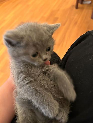 Pişiklər: Britan — 6