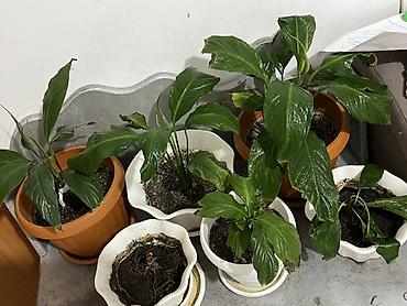 Комнатные растения: Спатифиллум (Spathiphyllum) — комнатные растения в горшках. 5 шт — 2
