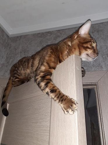 Продажа кошек: Бенгал на вязку Особенности: - Крупные выразительные глаза, широкие — 4