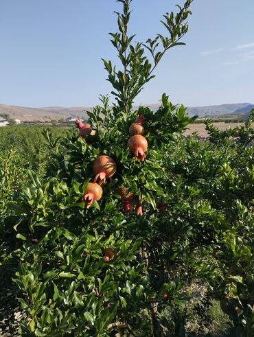 fəhlə axtarılır: Yükvuran fəhlə tələb olunur, 18-29 yaş, 1 ildən az təcrübə, Gündəlik ödəniş