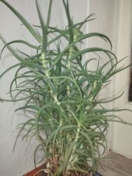 рассада помидоров купить: Алоэ 5-6летний