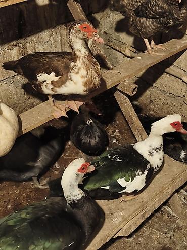 K/t heyvanları və malları: Dişi, | Macar, Ətlik, Ünvandan götürmə, Ödənişli çatdırılma — 7