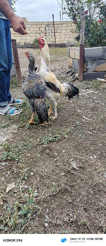 tutuquşu show jumbo: Pleymut bece satılır 6 ayına keçib hundur vıdlı becedı tam saglamdı — 6