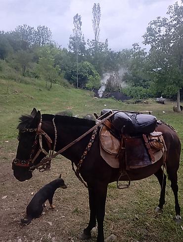 pişikler ucuz: Tam komplekt at yəhəri və qoşqu dəsti Tərkibi: - Dəri yəhər: ikiqat — 2