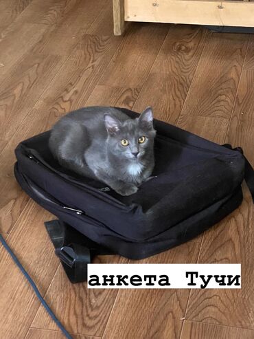 йоркширский терьер бишкек: 4 месяца, Мальчик, Метис, Приучена к лотку, Проглистована