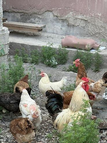 кох: Продаю | Куры | Домашняя | Для разведения — 2