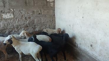 Баран, овца: Продаю | Баран (самец) | Для разведения | Осеменитель — 8