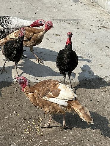 Индюки: Продаю | Индюк (самец) | Для разведения — 4