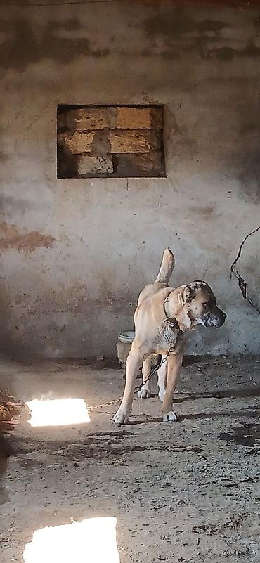 İtlər: Kanqal, 4 il, Erkek — 7