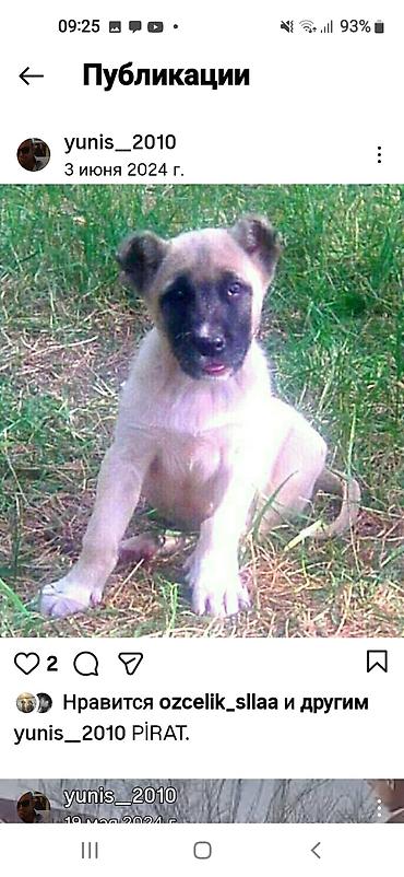 İtlər: Kanqal — 17