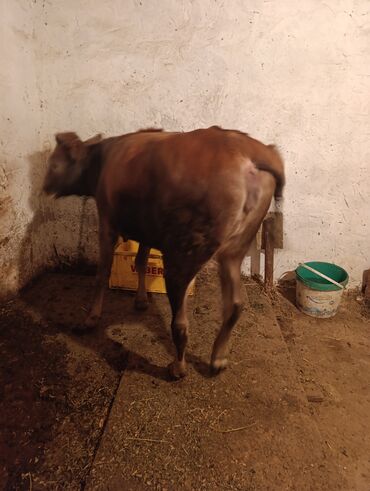 Heyvanlar üçün mallar: Dişi danışdı etiye verli ayağa usdu