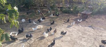 Göyərçinlər: Məhsul: müxtəlif növ ev göyərçinləri Təsvir: - Rənglər: ağ, qara — 12