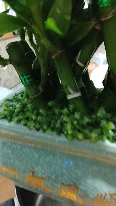 купить лотос в горшке: Лаки бамбук (Dracaena sanderiana) в декоративном керамическом кашпо — 5