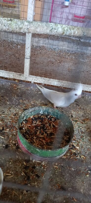 Tutuquşları: Yeni dene dusmus ve boyuk quslar var 65 manat cox goturen olsa endirim — 7