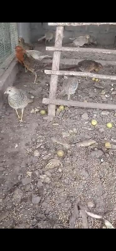 цена фазана: Продаю молодых золотых и лимонных фазанов — 4