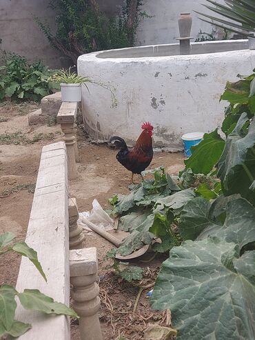 Qazlar: Xoruz, il: 2, Ünvandan götürmə