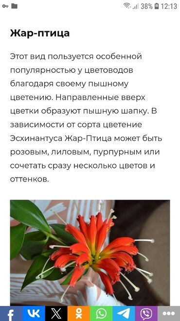 комнатные цветы сокулук: Продаю Эсхинантус великолепный Жар птица
