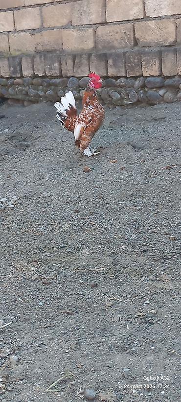 Toyuqlar: Toyuq, Damazlıq — 6