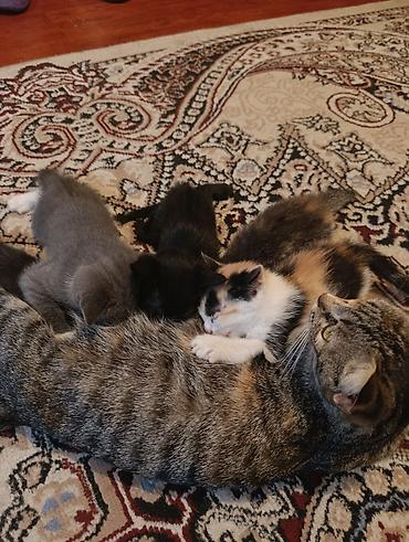 кошк: Котята от домашней кошки - Помёт разноцветных малышей: есть серый — 2
