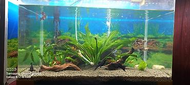 akvarium gəncə: Akvaryum komplekti – şirin su üçün - Şüşə akvaryum: düz bucaq — 4