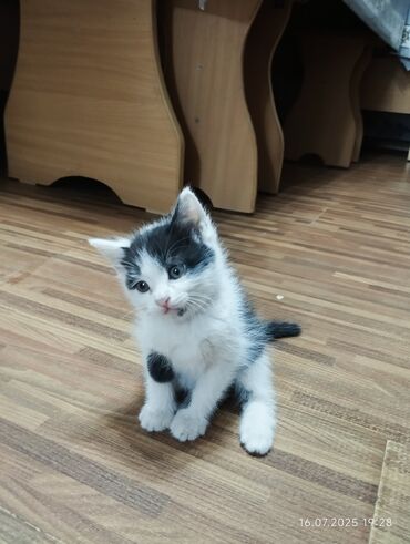 в связи с переездом отдам попугая жако в добрые руки: Отдам котят в хорошие руки котятам два месяца, всё кушают к латку
