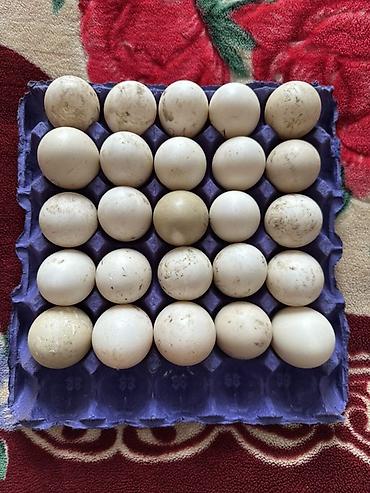 ordəyi: Krasnadar və lavanta sortu lal ördəy yumurtaları Tam mayalı və iri — 1