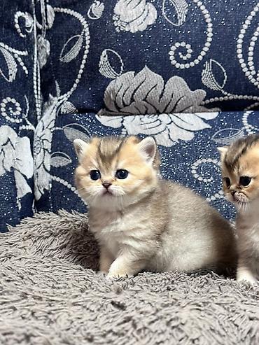 кот манчкин купить: Продаются шотландские котята, “ фолды и страйт” золото и серебро — 10