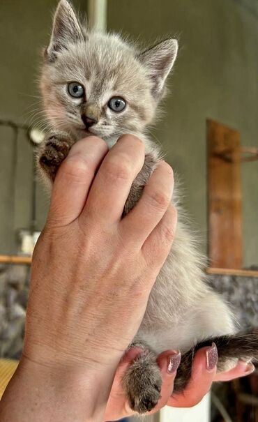 вислоухий сиамский кот: Отдадим котят в добрые ручки,бесплатно)