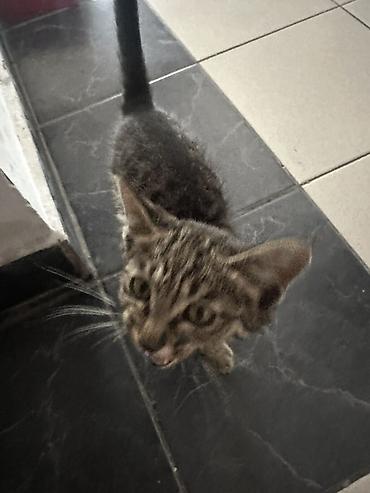кошка мальчик: Это обычная домашняя кошечка. Метис. Окрас называется табби — это те — 1