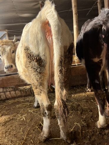 Коровы, быки: Продаю | Корова (самка) | Полукровка | На откорм | Привязанные — 4